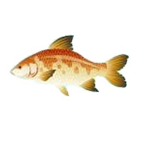 Orange Giant Carp